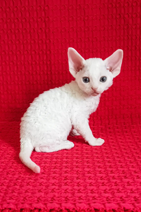 Cute White Devon Rex kitten from the Izya collection, perfect for cat lovers