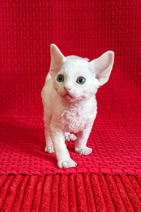 Adorable White Devon Rex Kitten from the Izya collection, perfect for snuggles and playtime