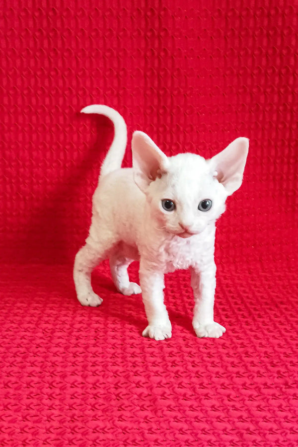 White Devon Rex kitten from the cute Izya | Devon Rex Kitten collection