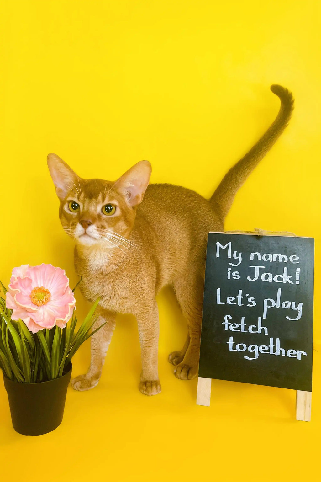 Abyssinian Cat For Sale | Kittens Jack | Kitten