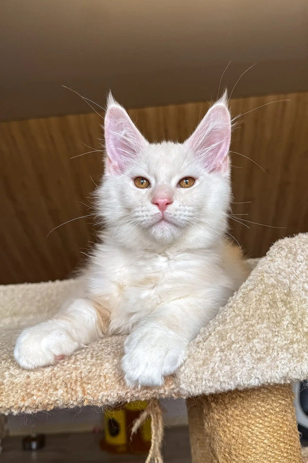 Jack | maine coon kitten