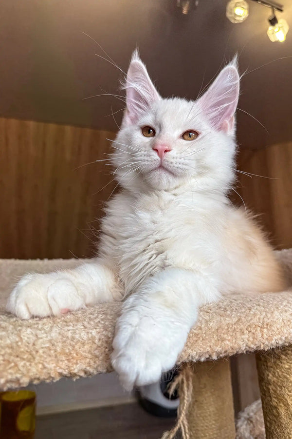 Jack | maine coon kitten