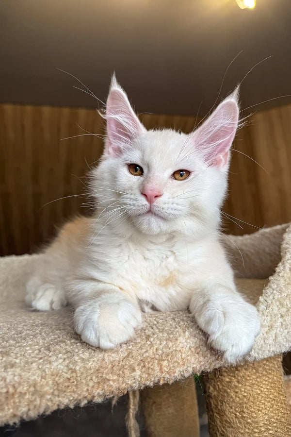 Jack | maine coon kitten