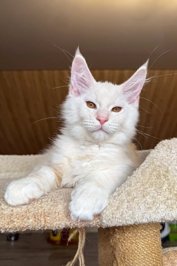 Jack | maine coon kitten