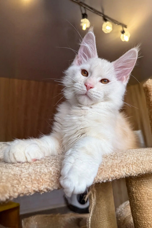 Jack | maine coon kitten