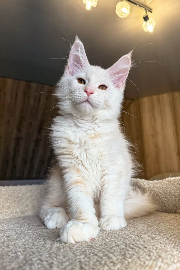 Jack | maine coon kitten