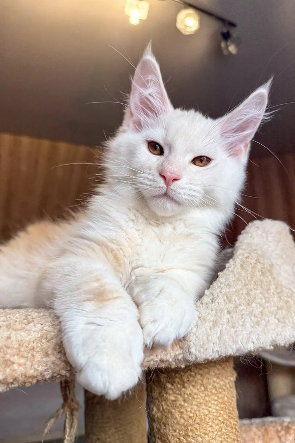 Jack | maine coon kitten