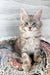 Gray tabby kitten named Jack from the Maine Coon breed, playful and adorable