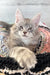 Adorable Gray Maine Coon kitten named Jack, perfect for cat lovers everywhere!