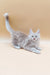 Gray and white Maine Coon kitten with blue eyes lying on its side