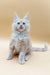 Fluffy Maine Coon kitten with bright blue eyes sitting upright, super adorable!