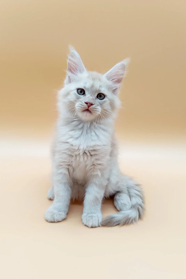 Cute White Maine Coon Kitten with Striking Blue Eyes Sitting Upright