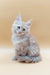 Fluffy gray Maine Coon kitten with bright blue eyes sitting upright, named Jack