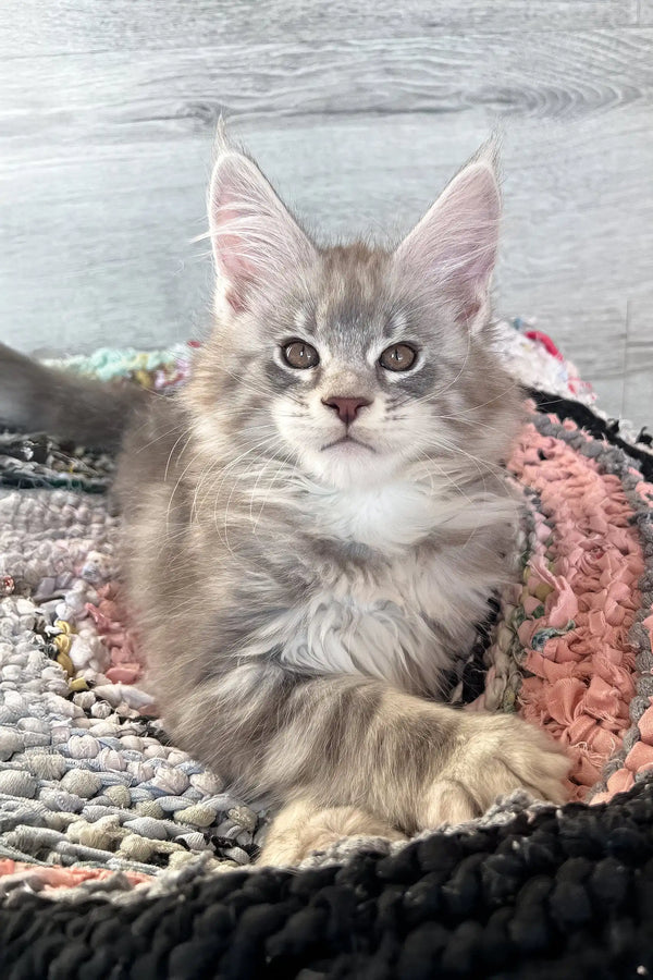 Adorable Gray Maine Coon kitten named Jack ready for playtime and cuddles