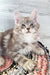 Gray tabby kitten named Jack, a cute Maine Coon furball ready for a new home