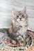 Gray tabby kitten named Jack, a cute Maine Coon ready for cuddles