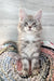 Adorable Gray Tabby Kitten named Jack, a charming Maine Coon cutie