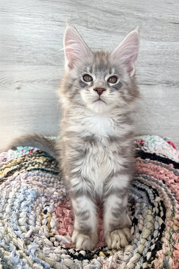 Adorable Gray Tabby Kitten named Jack, a charming Maine Coon cutie