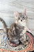 Gray tabby kitten named Jack from the Maine Coon breed looking cute and playful