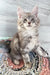 Gray and white tabby kitten named Jack, a lovable Maine Coon companion