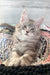 Adorable Silver Tabby Maine Coon Kitten named Jack available for adoption