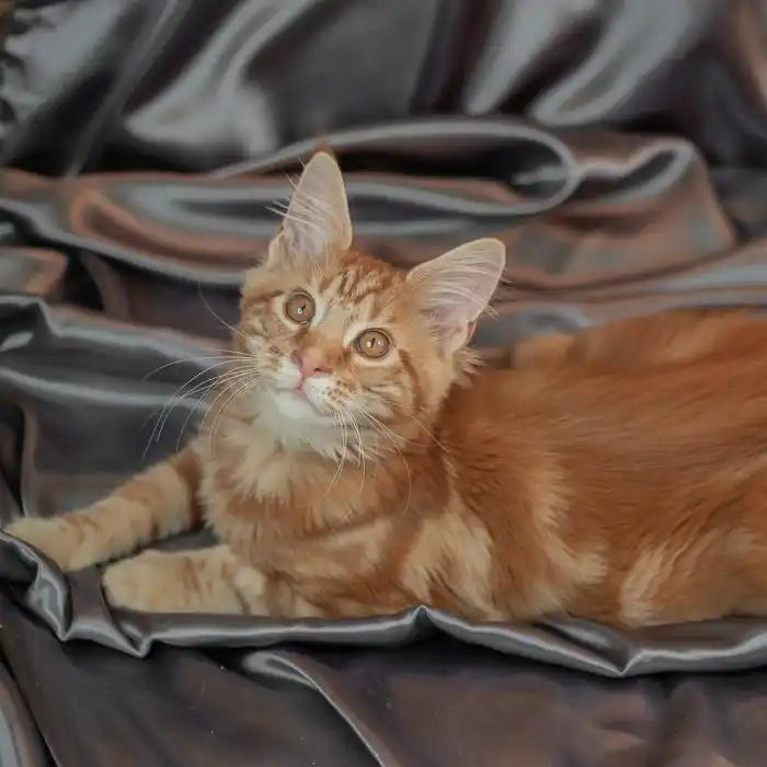 Maine Coon Kittens for Sale Jack