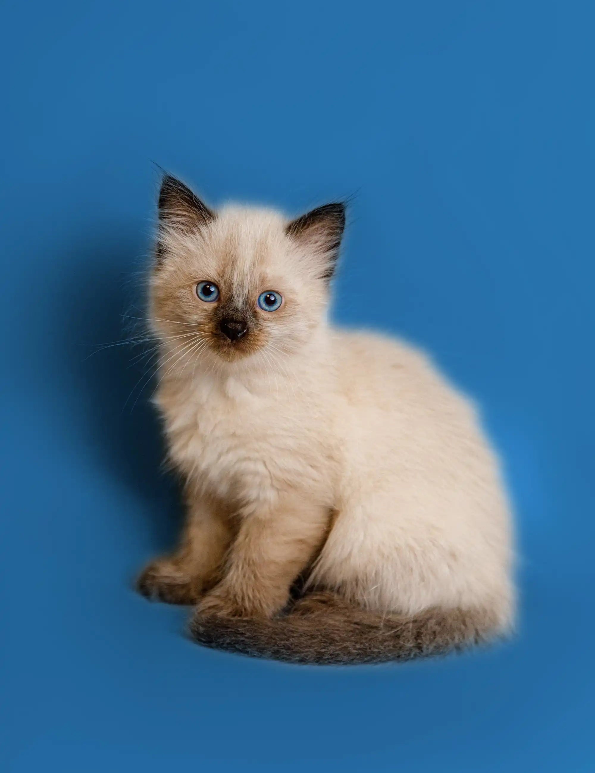 Ragdoll Kittens & Cats For Sale Jack | Kitten