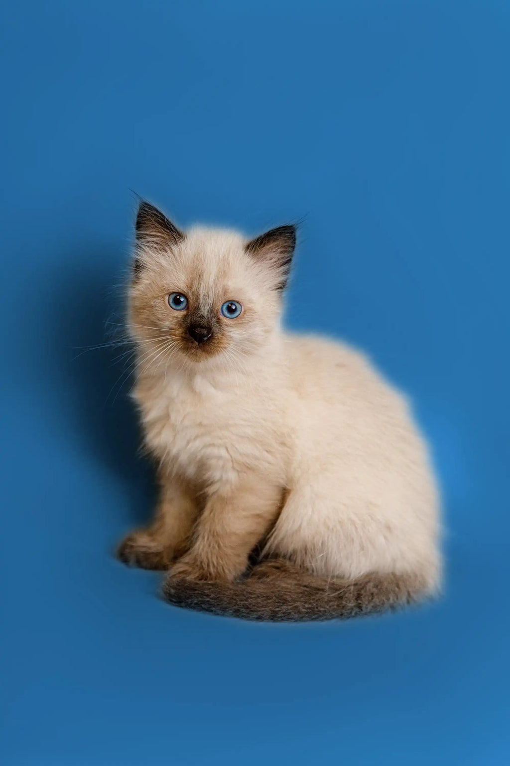 Ragdoll Kittens & Cats For Sale Jack | Kitten