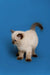 Siamese kitten with dark points and blue eyes in Jack the captivating Ragdoll Kitten