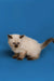 Siamese kitten with dark points on blue backdrop, perfect for a captivating Ragdoll kitten look