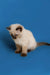 Siamese kitten with head tilted down, featuring the captivating Ragdoll kitten look