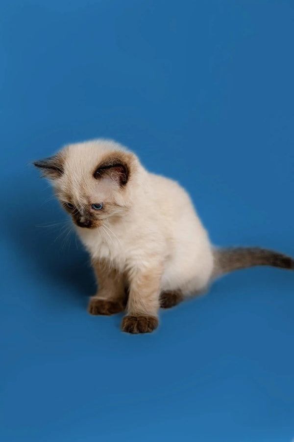 Siamese kitten with head tilted down, featuring the captivating Ragdoll kitten look