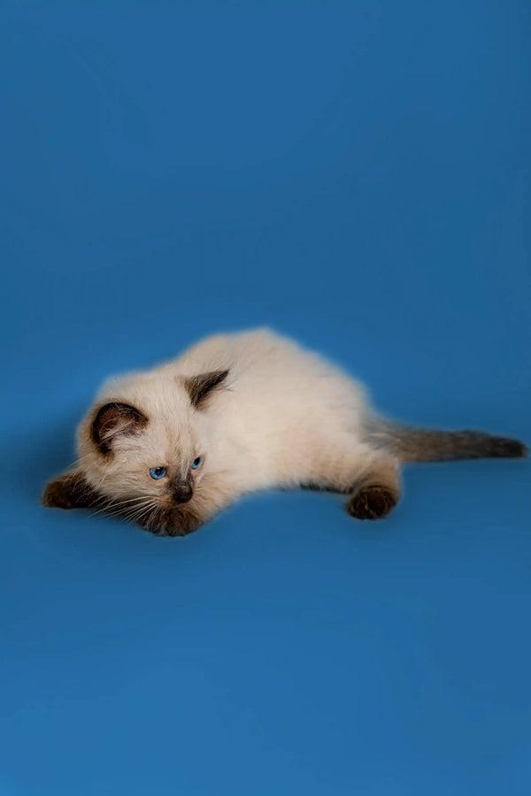 Siamese kitten lying on side, showcasing blue eyes, perfect for a captivating Ragdoll kitten