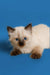 Siamese kitten with blue eyes and dark points in the captivating Ragdoll Kitten Jack