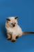 Cute Siamese kitten with blue eyes, dark points, perfect for your Ragdoll Kitten collection