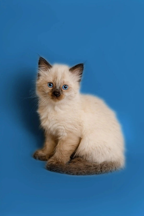 Adorable Siamese kitten with blue eyes and cream fur, perfect for Ragdoll lovers!