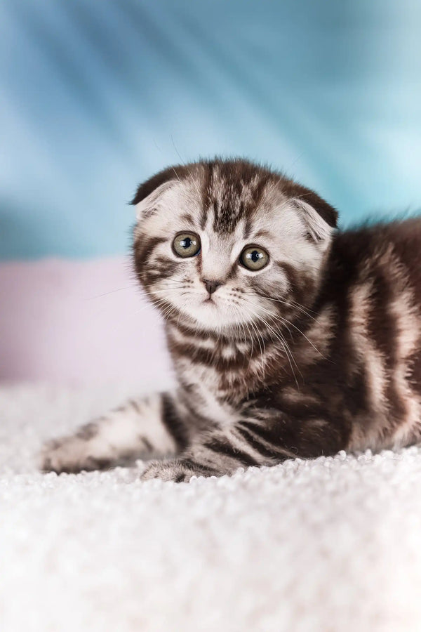 Jack | scottish fold kitten