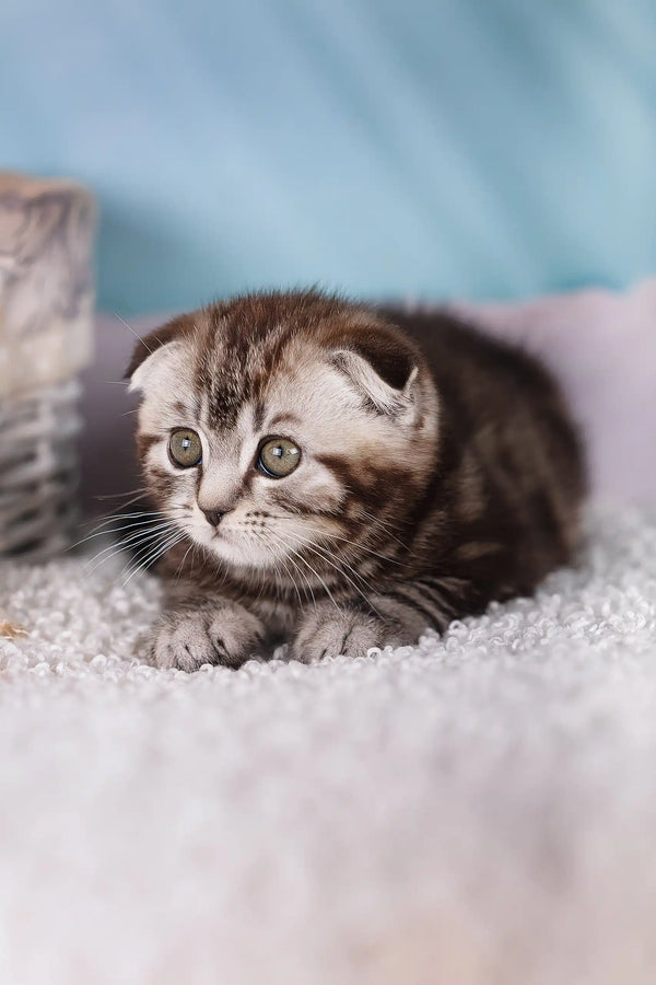 Jack | scottish fold kitten