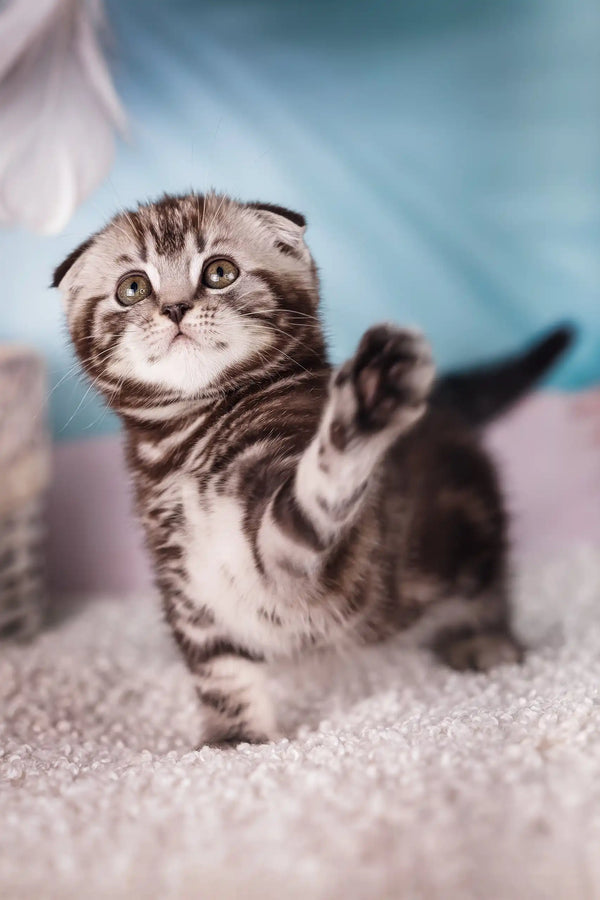 Jack | scottish fold kitten