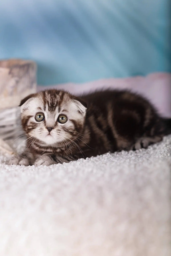 Jack | scottish fold kitten