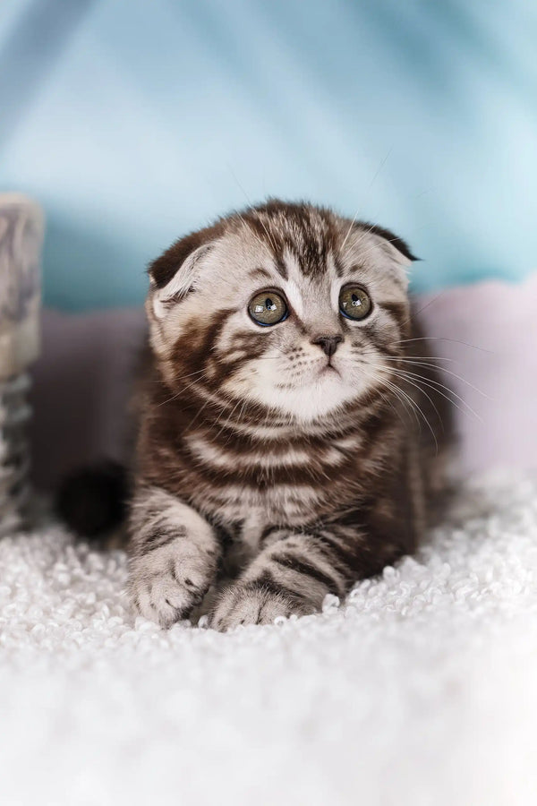 Jack | scottish fold kitten
