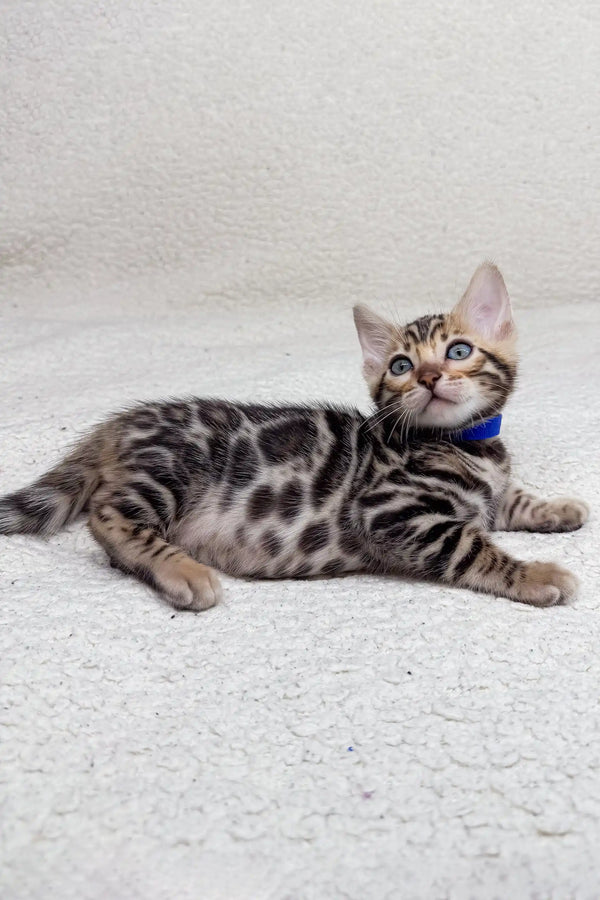 Bengal kitten wearing a blue collar from Jackpot, looking super adorable and playful