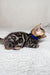 Adorable Spotted Bengal kitten wearing a blue collar from Jackpot Bengal Kitten