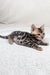 Adorable Spotted Bengal kitten from Jackpot | Bengal Kitten, perfect for playful homes