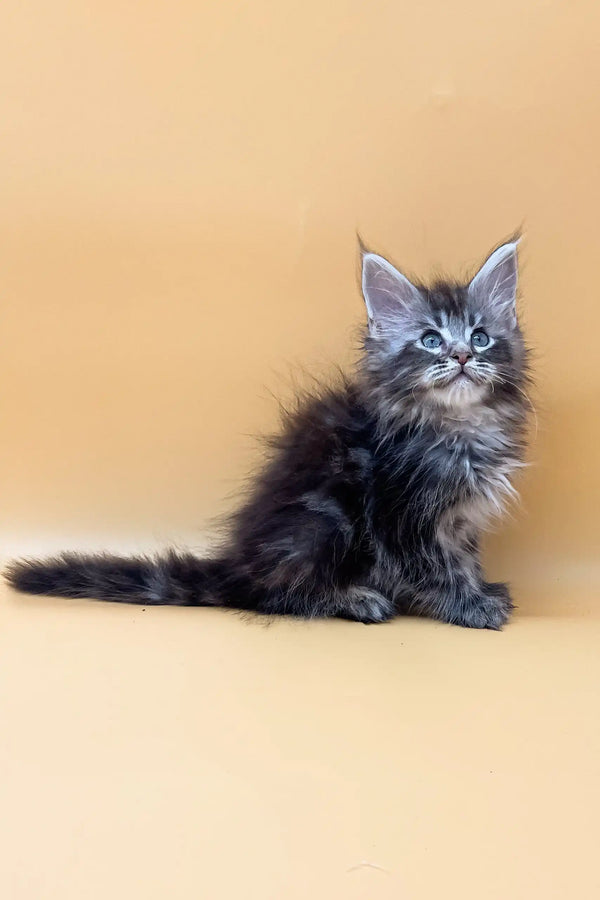 Fluffy gray Maine Coon kitten Jacky with bright blue eyes ready for a new home