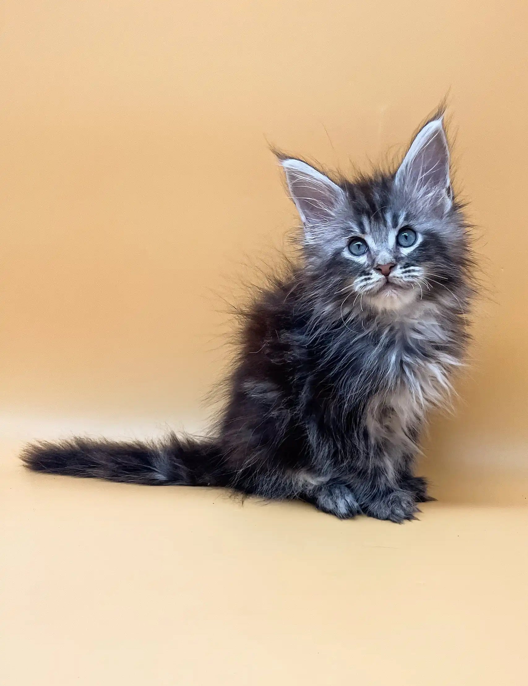 Fluffy gray Maine Coon kitten Jacky looking cute with bright blue eyes