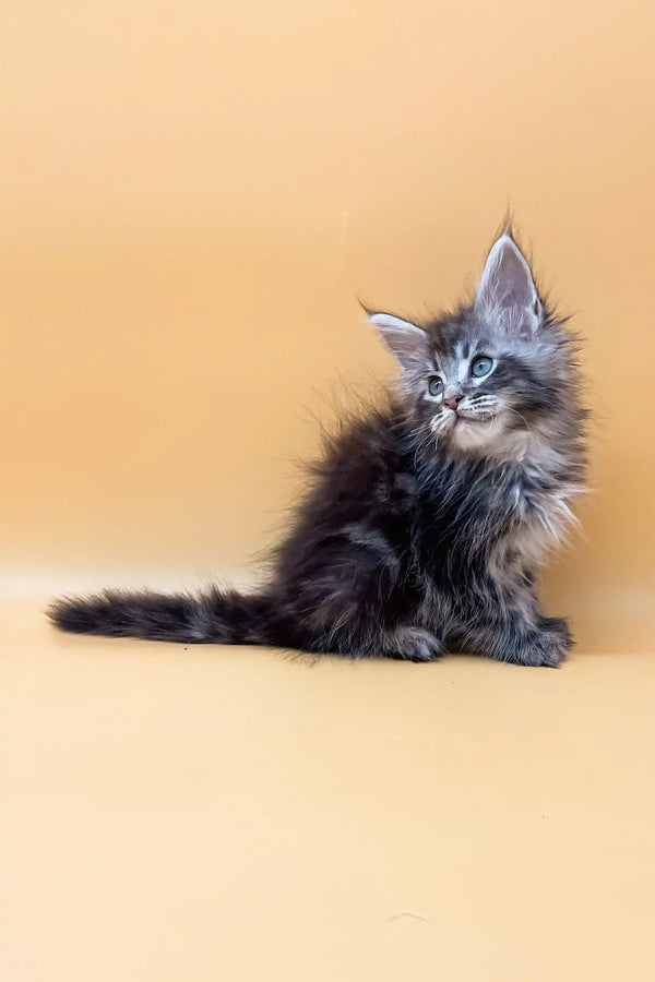 Fluffy gray Maine Coon kitten named Jacky sitting with a long, playful tail