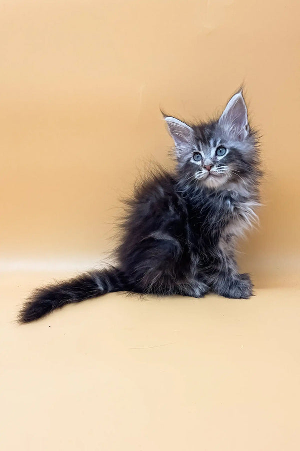Fluffy gray Maine Coon kitten with long fur and pointed ears in Jacky product