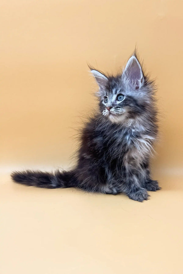 Fluffy gray Maine Coon kitten Jacky with stunning blue eyes looking adorable