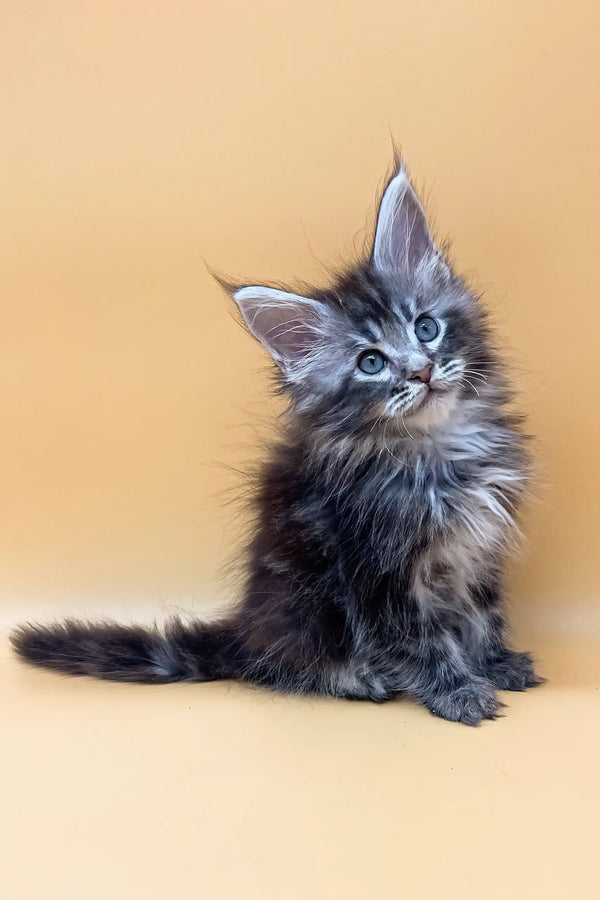 Fluffy gray and black Maine Coon kitten named Jacky with bright blue eyes